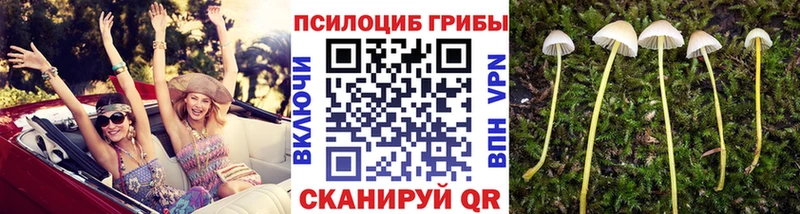Галлюциногенные грибы Psilocybine cubensis  Константиновск 
